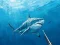 Juego Caza de pesca de lanza bajo el agua en línea