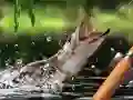 Juego Captura Matutina en línea