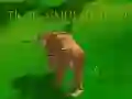 Juego Simulador de Tigre 3D en línea