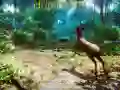 Juego Cazador 3D en línea