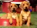 Juego Rompecabezas de Parejas de Cachorros en línea Juego Rompecabezas de Parejas de Cachorros en línea