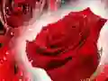 Juego Rosas rojas en línea Juego Rosas rojas en línea
