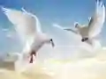 Juego Aves voladoras en línea