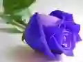 Juego Rosas azules en línea