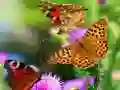 Juego Deslizamiento de Mariposa en línea
