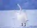 Juego Cisnes Graciosos en línea Juego Cisnes Graciosos en línea