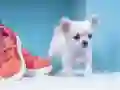 Juego Rompecabezas de Cachorro Encantador en línea Juego Rompecabezas de Cachorro Encantador en línea