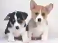 Juego Rompecabezas de cachorros lindos en línea Juego Rompecabezas de cachorros lindos en línea