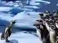 Juego Deslizamiento de Pingüinos en línea