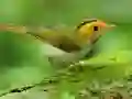 Juego Deslizamiento de Aves en línea