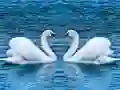 Juego Deslizamiento de cisnes en línea Juego Deslizamiento de cisnes en línea