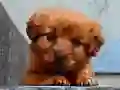 Juego Puzzle de Cachorro en línea Juego Puzzle de Cachorro en línea