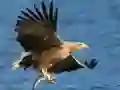 Juego Deslizamiento de Aves Voladoras en línea Juego Deslizamiento de Aves Voladoras en línea