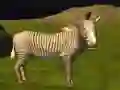 Juego Caza de animales salvajes de la jungla en línea Juego Caza de animales salvajes de la jungla en línea