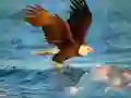 Juego Rompecabezas de Animales Águila en línea Juego Rompecabezas de Animales Águila en línea