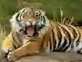 Juego Puzzle de Animales Tigre en línea Juego Puzzle de Animales Tigre en línea