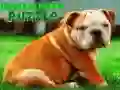 Juego Rompecabezas de cachorros bulldog en línea