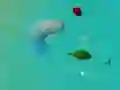 Juego TiburonesFelices.io en línea Juego TiburonesFelices.io en línea