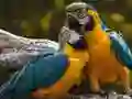 Juego Rompecabezas de loro en línea Juego Rompecabezas de loro en línea
