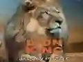 Juego Puzzle del Rey León en línea Juego Puzzle del Rey León en línea