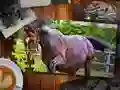Juego Edición de Rompecabezas de Caballos en línea