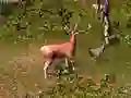 Juego Caza del ciervo en línea