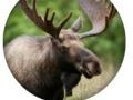 Juego Cuestionario de Animales en línea