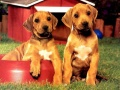 Juego Rompecabezas de Parejas de Cachorros en línea