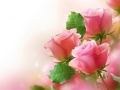 Juego Rosas Rosadas en línea