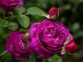 Juego Rosas moradas en línea