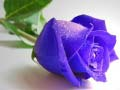 Juego Rosas azules en línea