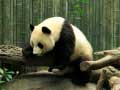 Juego Rompecabezas de Pandas en línea