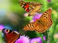 Juego Deslizamiento de Mariposa en línea