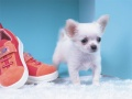 Juego Rompecabezas de Cachorro Encantador en línea