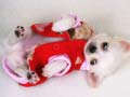 Juego Deslizamiento de Cachorro Adorable en línea
