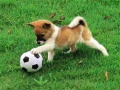 Juego Rompecabezas de cachorro juguetón al aire libre en línea