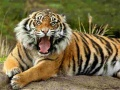 Juego Puzzle de Animales Tigre en línea