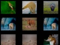 Juego Memoria Animal en línea
