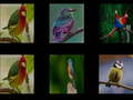 Juego Memoriza los pájaros en línea