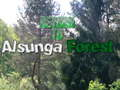 Juego Regreso al bosque de Alsunga en línea