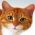 encontrar el gato  en línea