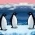 pingüinos  en línea